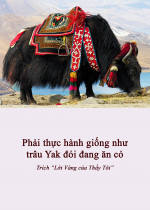 Phải thực hành giống như trâu yak đói đang ăn cỏ