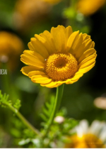 Nhìn thấy mặt tốt trong mọi vấn đề và xem mọi thứ đều tốt - rồi ta có thể tìm thấy sự an bình chân thật