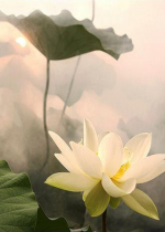 Bạn có muốn giác ngộ?