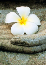   Hết thảy chúng sinh đều bình đẳng  