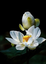 Tâm Lạc Quan Chuyển Hóa Mọi Chướng Ngại Bất An