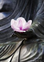 Câu chuyện:  Ngài là một kỵ mã hảo hạng