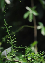 Giữ tỉnh thức, chính niệm trong phút giây hiện tiền chính là lúc ta cùng hòa chung nhịp đập với thế giới quanh mình