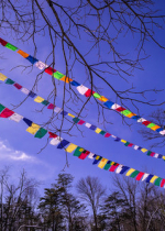 Khi bạn yêu thương chúng sinh khác thì sự an lành của bản thân bạn sẽ tự nhiên được viên thành