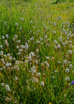 Thế giới động vật và con người cùng nằm trong một đại gia đình