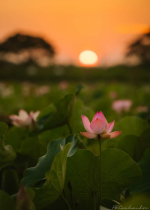 Mình và người khác là không thể tách rời - làm hại người khác tức là làm hại chính bản thân mình 