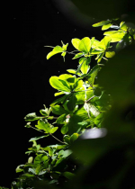 Chúng ta khổ vì vô minh cho rằng mọi thứ chúng ta thấy và nghe đều là thật