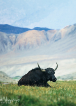 Ăn thịt là gieo nhân nợ thân mạng và tái sinh cõi súc sinh