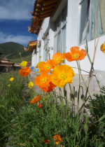 Câu chuyện con chó đó thực ra là hoá thân của một vị Bồ tát