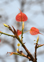 Đức Phật dạy rằng cõi người là tốt hơn các cõi khác cho sự tinh tấn của trí tuệ và giác ngộ