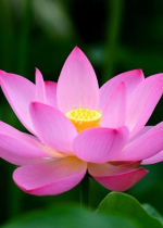 Đức Đạt Lai Lạt Ma đã dành cả cuộc đời để yêu thương người khác hơn chính bản thân mình