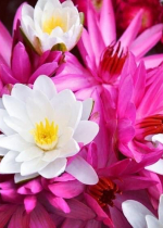 Nghiệp báo là quy luật của tự nhiên cần phải biết dù có niềm tin tôn giáo hay không