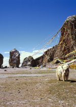 Các con vật được phóng sinh nghe danh hiệu Phật có cơ hội giải thoát