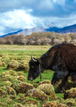 Phóng sinh là gián tiếp giúp người khác tránh ác nghiệp