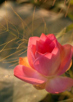 Thiền định là chìa khóa chính để trị bệnh