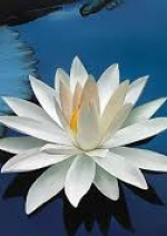 Di Chúc Người Phát Nguyện Vãng Sanh